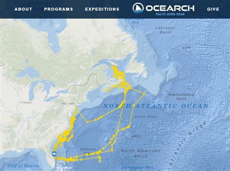 Great White Shark Drawing Massive Artist White Shark Again Pings Off