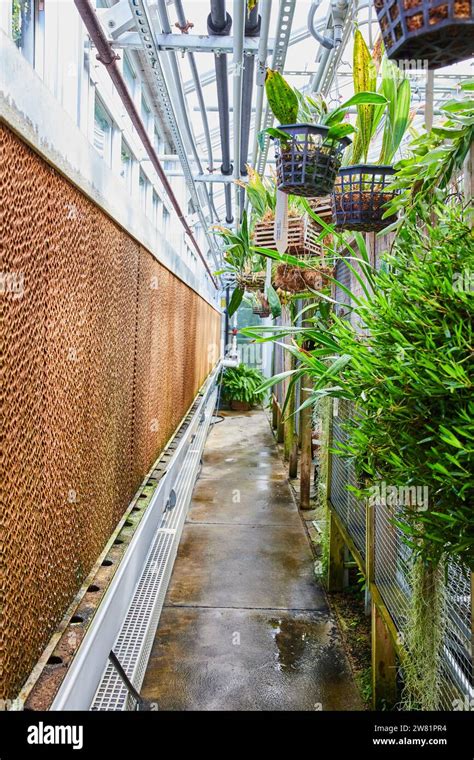 Lush Greenhouse Oasis With Tropical Plants And Rustic Wall Stock Photo