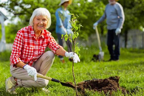 806 Planting Mature Tree Stock Photos Free And Royalty Free Stock