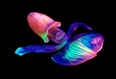 Bioluminescent Nature, Glowing Creatures