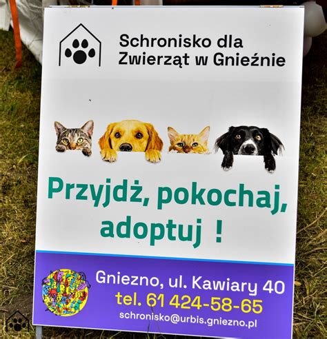 Schronisko Dla Zwierz T W Gnie Nie Dzi Kuje Gniezno Fakty