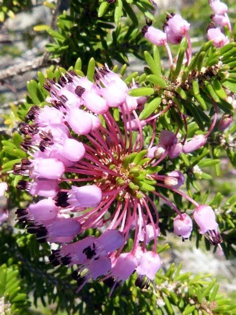 Taxonomía Plantae Magnoliopsida Phylum Tracheophyta Clase