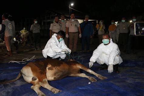 Badan Karantina Pertanian Cegah Penyakit Brucellosis Pada Sapi Antara