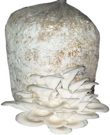 Gachwala Oyster Mushrooms Spawn Kg Grain Seeds First Generation