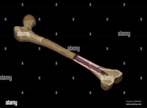 femur bone anatomy cross section