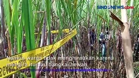 Kerangka Manusia Ditemukan Warga Malang Di Kebun Tebu Video Dailymotion