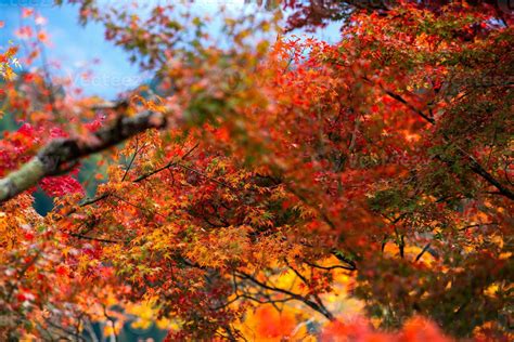 Picturesque scene of autumn in Japan 12792452 Stock Photo at Vecteezy