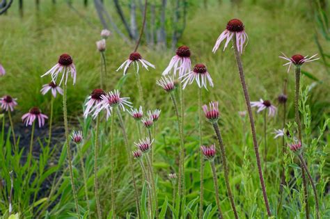 Grass Echinacea Purpurea Description Planting And Care In The Open