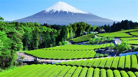 Green japan mountains nature mount fuji fields terraces wallpaper | (77873)