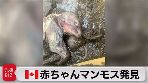 金鉱を掘っていたら…3万年以上前の赤ちゃんマンモス発見（2022年6月27日） Youtube