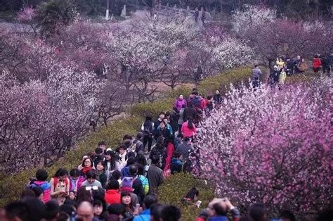 「梅」好時光即將到來！南京最新賞梅地圖在這裡！ 每日頭條