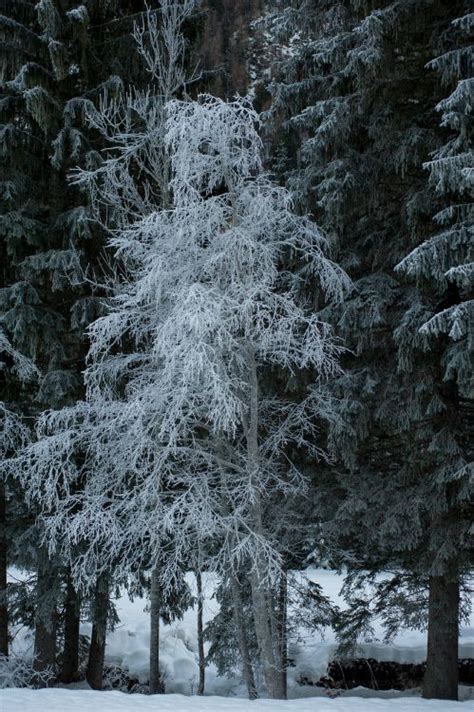 Fondos de Pantalla Nieve Invierno Pino Helada Sucursal Imágenes y