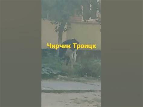 Чирчик троицк - YouTube