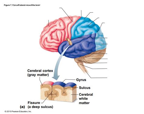 Lateral View Of The Brain Diagram Quizlet