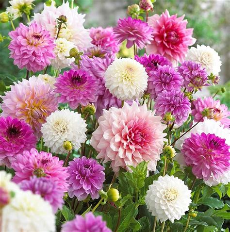 Amazon Votaniki Dahlia Decorative Pastel Mix Bulbs Dahlia