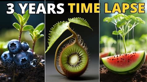 1087 Days in Just 30 Minutes - Growing Plant Time Lapse COMPILATION ...