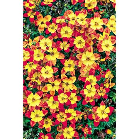 Bidens Taka Tuka M Red Yellow Center Graines Baumaux