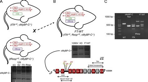 Generation Of Tet Off Inducible Mice Expressing WT CMyBP C A Mice