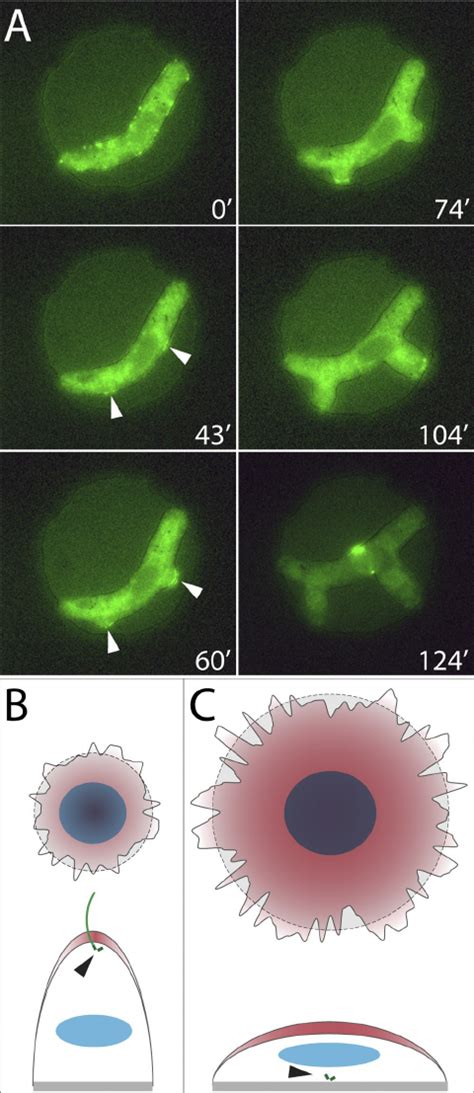 Cell Shape Controls Cytoplasmic Organization A Time Lapse Imaging Of