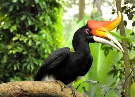 Burung Enggang Dari Kalimantan Dipercaya Sebagai Titisan Dewa