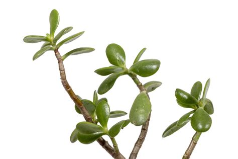 How To Grow Crassula Plants Indoors Indoor Gardening