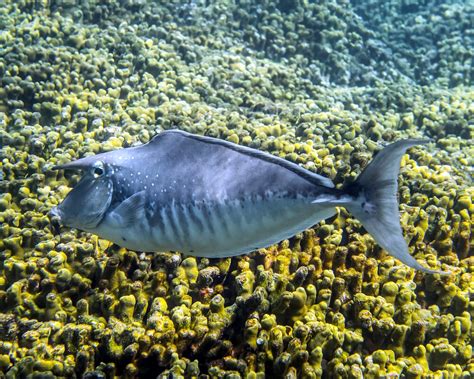 Le nason à bosse (Naso brachycentron) | Poissons marins | Vie marine