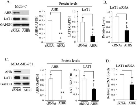 Aryl Hydrocarbon Receptor AHR Regulation Of L Type Amino Acid