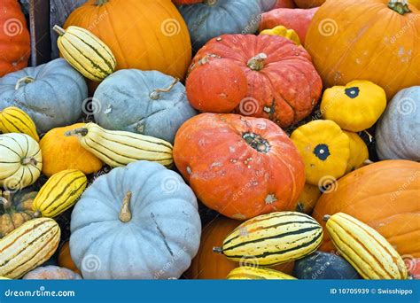 Colorful Pumpkins Stock Image Image Of Organic Decorations 10705939