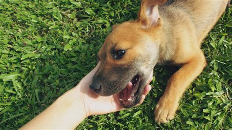 Anjing Anak Peliharaan Foto Gratis Di Pixabay Pixabay