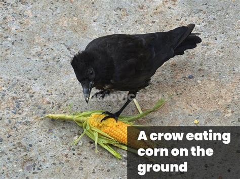 What Do Crows Eat List Of Crow Diets With Pictures