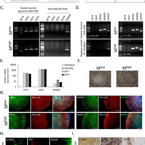 Pdf Generation Of Two Isogenic Human Induced Pluripotent Stem Cell