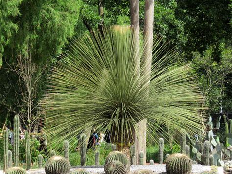 Mexico City Botanical Garden Francerobert2001 Flickr