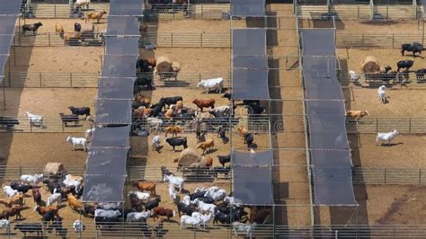 Cattle Stockyard With Meat Cows Feeding Of Livestock On Farm Feedlot