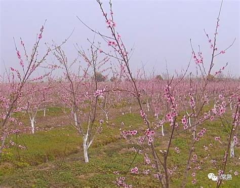 桃之夭夭，常熟千株桃花盛开地图！春风十里邂逅一个你~