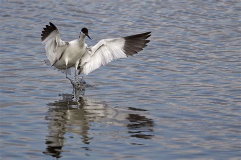 Avocette L Gante Recurvirostra Avosetta B Benoit Lallement