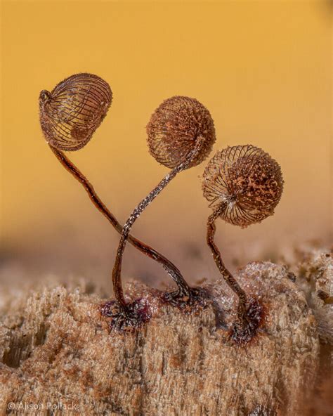 Alison Pollack Captures Miniature Mushrooms And Fungi In Macro Photography