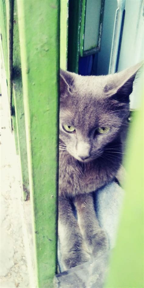 A Gray Cat Is Peeking Out From Behind A Green Door