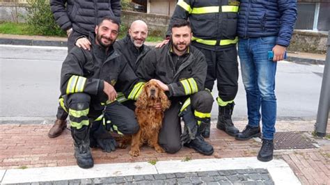 Nocera Inferiore Cane Finisce In Un Canale Di Scolo Salvato Dai