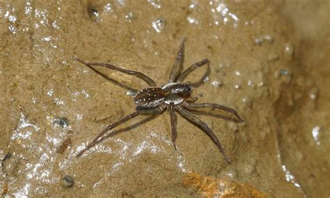 Wolf Spiders In Michigan Everything You Need To Know Wiki Point