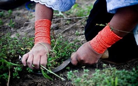 Recogida O Recolecci N De Plantas Medicinales Las Plantas Y La Salud