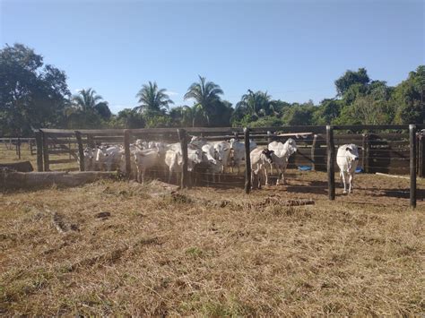 Recuperadas Cabe As De Gado Que Foram Furtadas Em Mato Grosso