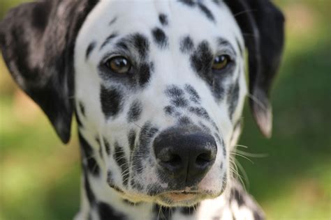 Dalmatian Dog Images Hd