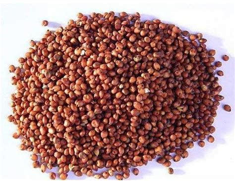 Sorghum Seeds Manufacturer Supplier From Pratapgarh Raj