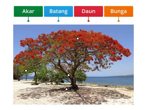 Mengenal Pohon Diagrama Con Etiquetas