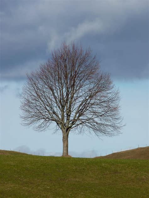 Kostenlose Foto Baum Natur Gras Ast Winter Wolke Himmel Feld