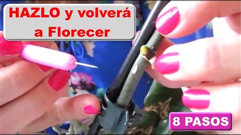 Reciclando las varas florales aprende cómo hacer crecer nuevas