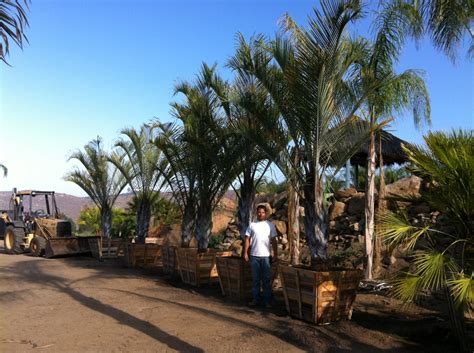 Gregory Palm Farms The Only Organic Palm Farm The Gregory Palm Farms