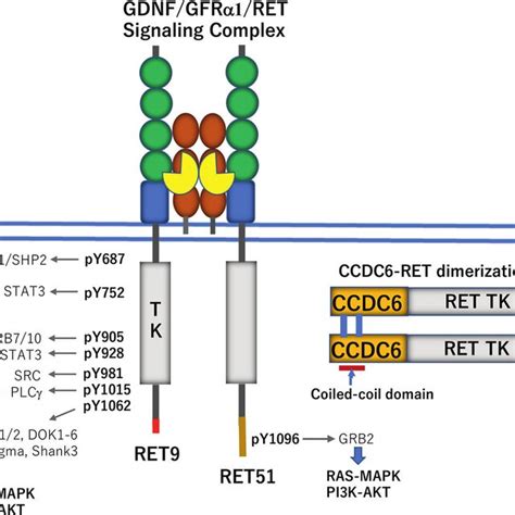 Ret Activates Intracellular Signaling Pathways Via Phosphotyrosines And