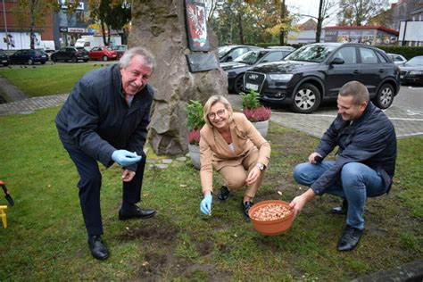 Galeria Kategoria Na Wiosn Zakwitn Tam Krokusy