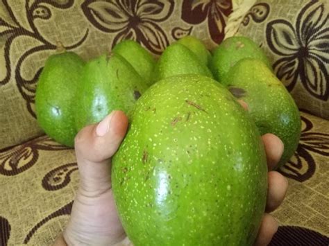 Jual Buah Alpukat Segar Langsung Dari Kebun Isi 1kg Di Lapak Nukie